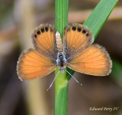 Brephidium pseudofea