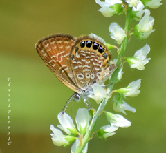 Brephidium pseudofea