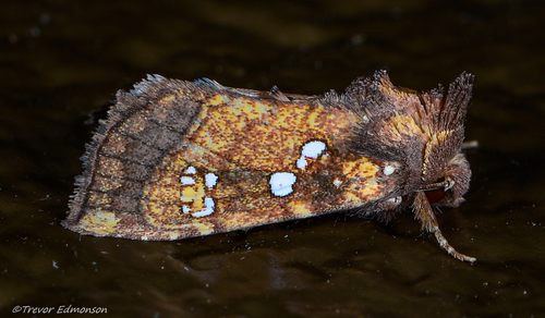 Thistle Stem Borer Moth photo 5