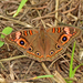 Mariposa Ojo de Venado de Manglar - Photo (c) Edward Perry IV, algunos derechos reservados (CC BY-NC)