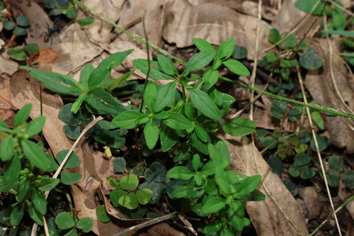 Image of Mentha satureioides by (c) Greg Tasney, some rights reserved (CC BY-SA)