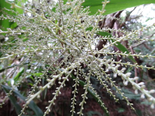 Cordyline image