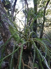 Phlegmariurus gnidioides