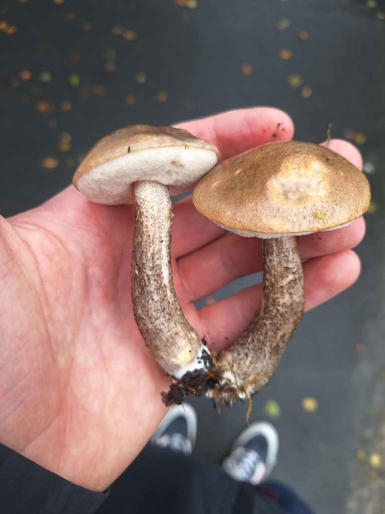 Leccinum scabrum · April 2025 · photo: © joedillon (iNaturalist, cc-by)