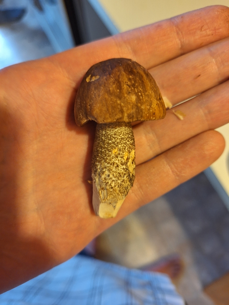 Leccinum scabrum · April 2025 · photo: © joedillon (iNaturalist, cc-by)