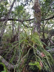 Phlegmariurus gnidioides