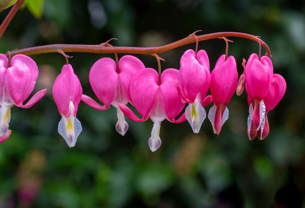 Lamprocapnos spectabilis — a medium houseplant, prefers partial sun light