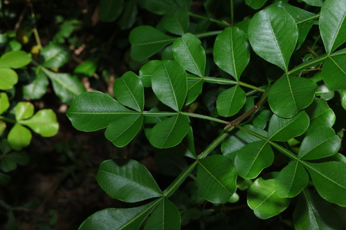 Image of Flindersia collina by (c) Greg Tasney, some rights reserved (CC BY-SA)