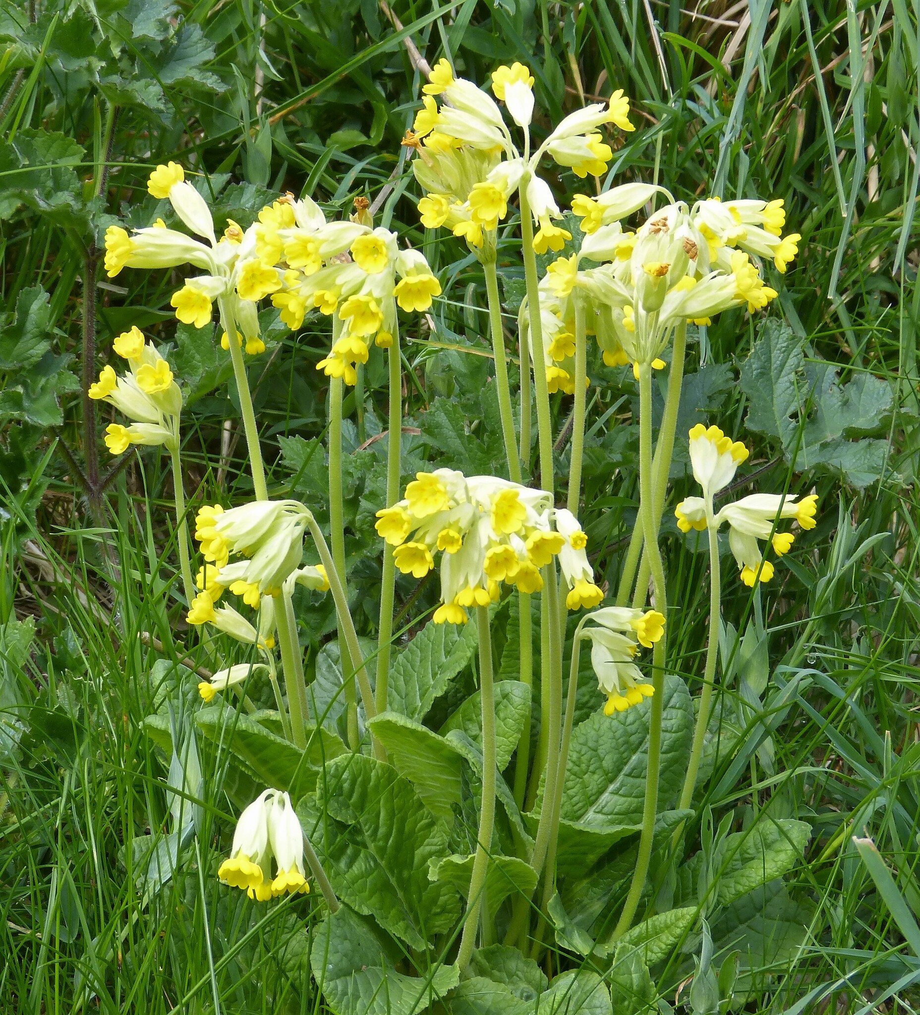 Cowslip (Primula veris)  iNaturalist