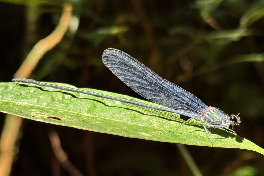 Bryoplathanon
