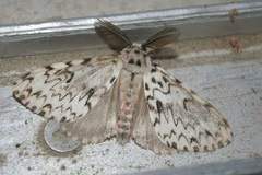 Lymantria monacha