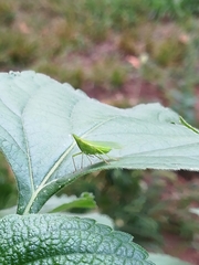 Rhynchomitra microrhina