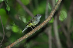 Oncostoma cinereigulare