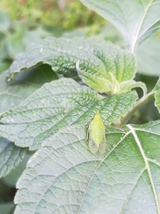 Rhynchomitra microrhina