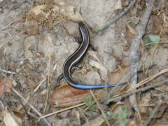 Plestiodon skiltonianus skiltonianus