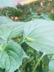 Rhynchomitra microrhina