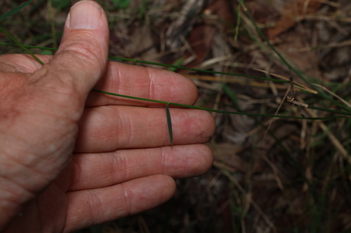 Image of Entolasia stricta by (c) Greg Tasney, some rights reserved (CC BY-SA)