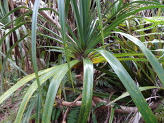 Pandanus montanus image