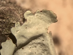 Parmotrema gardneri