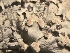 Parmotrema gardneri