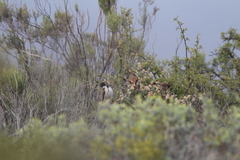 Serinus alario