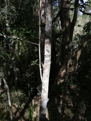Ochna arborea