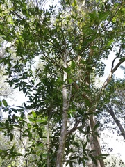 Ochna arborea