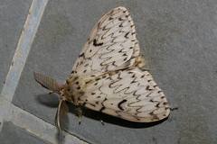 Lymantria minomonis