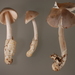 Brown-Black Ringless Amanita - Photo (c) Marco Floriani, some rights reserved (CC BY-NC), uploaded by Marco Floriani