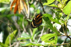 Lycorea halia atergatis
