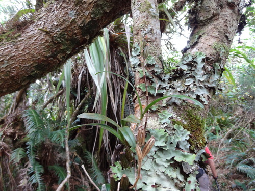 Bulbophyllum image