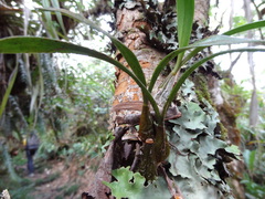 Bulbophyllum variegatum image