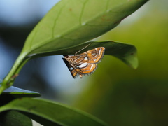 Paracymoriza cataclystalis