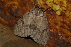 Lymantria lucescens