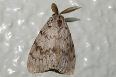 Lymantria lucescens