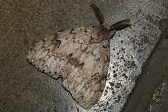 Lymantria lucescens