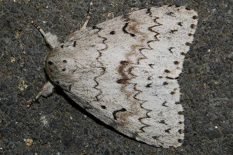 Pink Lymantria