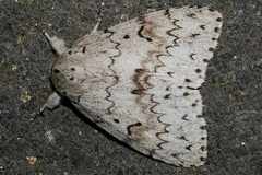 Lymantria lucescens