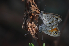 Lasiommata schakra