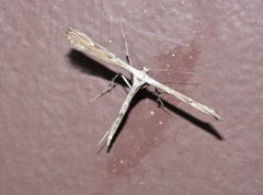 Oidaematophorus grisescens