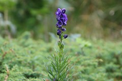 Aconitum tauricum