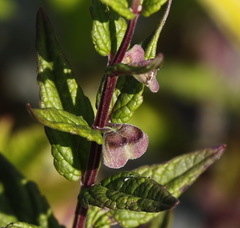 Scutellaria yezoensis