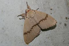 Lymantria xylina