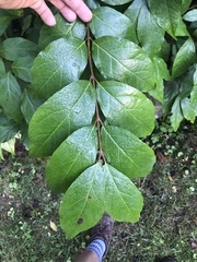 Calycanthus floridus