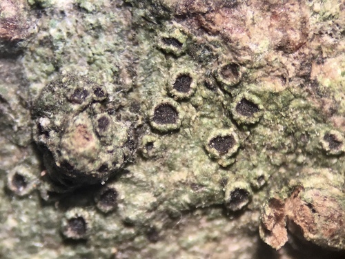 Rinodina halei observed 2019-08-14