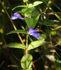 Scutellaria yezoensis