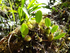 Bulbophyllum nutans