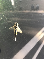 Pentagenia vittigera