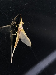 Pentagenia vittigera