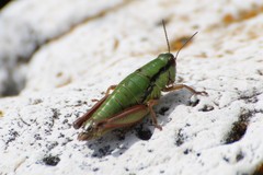 Pseudoprumna baldensis